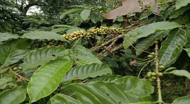 Harga Kopi Tembus Rp80 Ribu per Kilo, Petani Kendal Harap-harap&nbsp;Cemas
